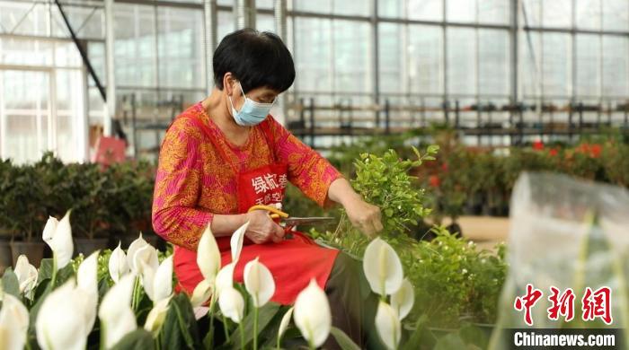 资料图:忙碌的身影穿梭在果园村的蔬菜花卉繁育基地中。向上 摄
